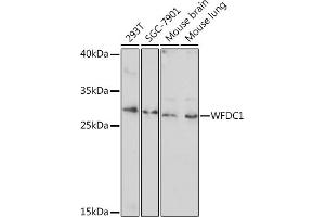 Western blot analysis of extracts of various cell lines, using WFDC1 Rabbit pAb (ABIN7271344) at 1:1000 dilution. (WFDC1 抗体  (AA 111-220))