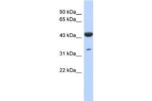 WB Suggested Anti-hCG_1745121 Antibody Titration: 0. (ISPD 抗体  (N-Term))