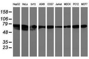Image no. 2 for anti-Leucine Rich Repeat Containing 50 (LRRC50) antibody (ABIN1499205) (LRRC50 抗体)