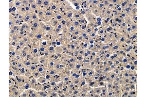 ABIN7096709 and ABIN7100774 at 1/100 staining mouse liver tissue by IHC-P. (Zona Pellucida Glycoprotein 3 抗体)
