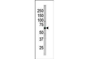 Image no. 1 for anti-Cell Division Cycle 25 Homolog B (S. Pombe) (CDC25B) (pSer187) antibody (ABIN358100) (CDC25B 抗体  (pSer187))