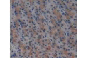 IHC-P analysis of Kidney tissue, with DAB staining. (SLAMF1 抗体  (AA 17-227))