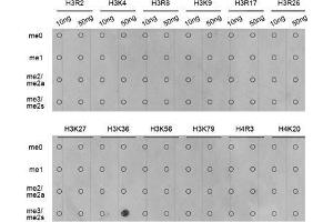 Dot Blot (DB) image for anti-Histone 3 (H3) (H3K36me3) antibody (ABIN3016039)
