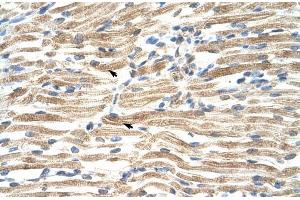 Human Muscle; HumanMuscle; YAF2 antibody - middle region in Human Muscle cells using Immunohistochemistry (YAF2 抗体  (Middle Region))