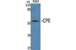 Western Blot (WB) analysis of specific cells using CPE Polyclonal Antibody. (CPE 抗体  (Internal Region))