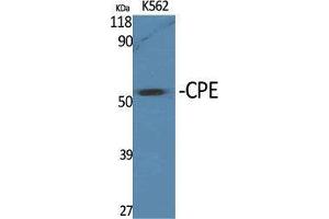 Western Blot (WB) analysis of specific cells using CPE Polyclonal Antibody.
