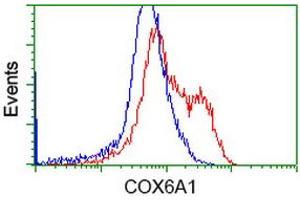 HEK293T cells transfected with either RC210485 overexpress plasmid (Red) or empty vector control plasmid (Blue) were immunostained by anti-COX6A1 antibody (ABIN2452914), and then analyzed by flow cytometry. (COX6A1 抗体)