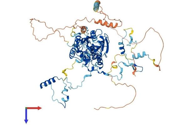 GNL2 Protein (AA 1-731) (His tag)