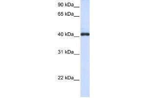 Western Blotting (WB) image for anti-Fc Receptor-Like A (FCRLA) antibody (ABIN2459358) (FCRLA 抗体)