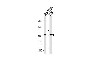 Western blot analysis of lysates from SH-SY5Y, Y79 cell line (from left to right), using CDH8 Antibody (N-term) (ABIN388149 and ABIN2846895). (Cadherin 8 抗体  (N-Term))
