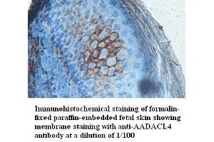 Image no. 1 for anti-Arylacetamide Deacetylase-Like 4 (AADACL4) antibody (ABIN791236) (AADACL4 抗体)