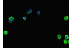 Immunofluorescence (IF) image for anti-Mitogen-Activated Protein Kinase 1 (MAPK1) (AA 310-360) antibody (ABIN7159972)