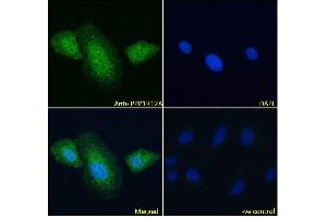 Immunofluorescence (IF) image for anti-Myosin Phosphatase, Target Subunit 1 (PPP1R12A) (C-Term) antibody (ABIN6391349)