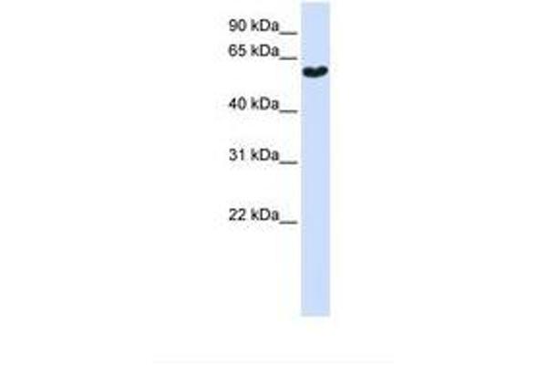 Synaptotagmin 3 Antikörper  (AA 74-123)