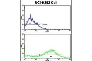 Flow cytometric analysis of NCI- cells using CALD1 Antibody (Center)(bottom histogram) compared to a negative control cell (top histogram). (Caldesmon 抗体  (AA 428-457))