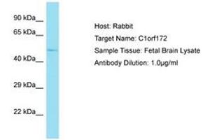Image no. 1 for anti-Keratinocyte Differentiation Factor 1 (KDF1) (C-Term) antibody (ABIN6750752) (KDF1 抗体  (C-Term))