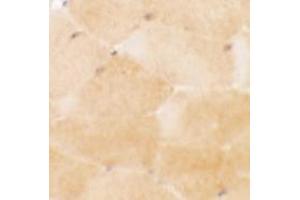 Immunohistochemistry of PRC1 in mouse skeletal muscle tissue with PRC1 antibody at 2. (PRC1 抗体  (Middle Region))