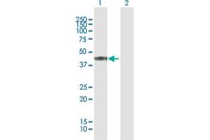 Western Blot analysis of PER3 expression in transfected 293T cell line by PER3 MaxPab polyclonal antibody. (PER3 抗体  (AA 1-378))
