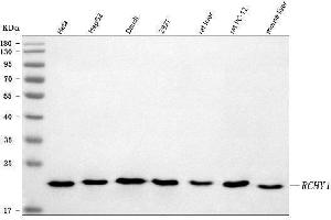 Western blot analysis of Pirh2/RCHY1 using anti-Pirh2/RCHY1 antibody (ABIN7600252).
