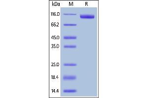 Biotinylated Human B7-H3 (4Ig), Fc,Avitag on  under reducing (R) condition.