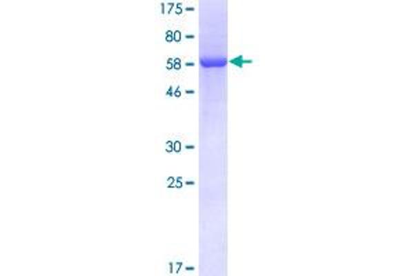 EIF2B2 Protein (AA 1-351) (GST tag)