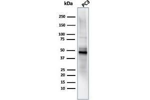 Western Blot Analysis of PC3 cell lysate using ODC-1 Mouse Monoclonal Antibody (ODC1/485). (ODC1 抗体)