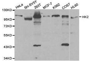 Western Blotting (WB) image for anti-Hexokinase 2 (HK2) antibody (ABIN1873023) (Hexokinase 2 抗体)