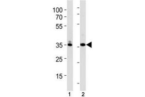 TBP antibody western blot analysis in (1) K562 and (2) U251 lysate. (TBP 抗体  (AA 210-239))