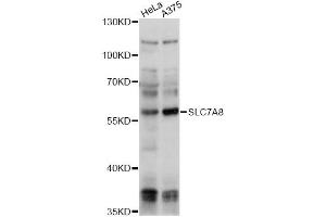 Western blot analysis of extracts of various cell lines, using SLC7A8 antibody (ABIN6292283) at 1:1000 dilution. (SLC7A8 抗体)