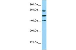WB Suggested Anti-CD2 Antibody Titration: 1. (CD2 抗体  (C-Term))