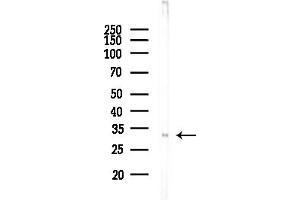 Western blot analysis of lysates from Rat liver, using MEOX2 Antibody at 1/1000 dilution.