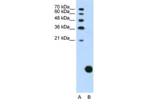 Western Blotting (WB) image for anti-Ribosomal Protein S29 (RPS29) antibody (ABIN2462097) (RPS29 抗体)