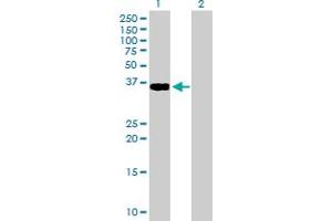 Western Blot analysis of GDF3 expression in transfected 293T cell line by GDF3 MaxPab polyclonal antibody. (GDF3 抗体  (AA 1-364))