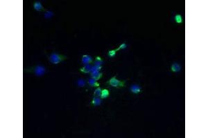 Immunofluorescent analysis of 293T cells using ABIN7173095 at dilution of 1:100 and Alexa Fluor 488-congugated AffiniPure Goat Anti-Rabbit IgG(H+L) (TMEM174 抗体  (AA 94-243))