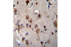 Immunohistochemistry analysis in formalin fixed and paraffin embedded human brain tissue reacted with LRRC28 Antibody (C-term) followed by peroxidase conjugation of the secondary antibody and DAB staining. (LRRC28 抗体  (C-Term))