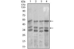 Western blot analysis using NEUROD1 mouse mAb against NIH3T3 (1), SK-N-SH (2), COS7 (3), and MCF-7 (4) cell lysate. (NEUROD1 抗体  (AA 26-91))