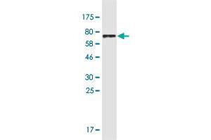 Western Blot detection against Immunogen (78. (DDC 抗体  (AA 1-480))