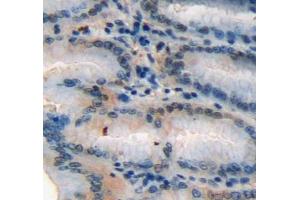 Immunohistochemistry (IHC) image for anti-Secretagogin, EF-Hand Calcium Binding Protein (SCGN) (AA 1-276) antibody (ABIN1870643)