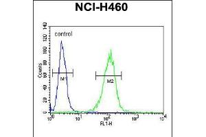 Flow cytometric analysis of NCI-H460 cells (right histogram) compared to a negative control cell (left histogram). (COQ9 抗体  (AA 156-184))