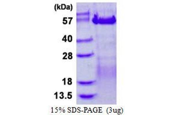VRK3 Protein (His tag)