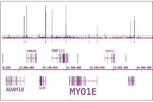 RNA pol II CTD phospho Ser5 antibody (pAb) tested by ChIP-Seq. (Rpb1 CTD 抗体  (pSer5))