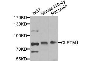 Western blot analysis of extracts of various cell lines, using CLPTM1 antibody.