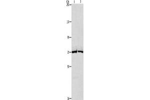 Western Blotting (WB) image for anti-Cholesterol Esterase (CEL) antibody (ABIN2432723) (Cholesterol Esterase 抗体)