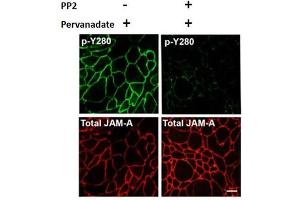 Fluorescence Microscopy (FM) image for anti-F11 Receptor (F11R) (pTyr280) antibody (ABIN5706868)