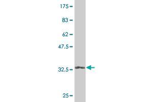 Western Blot detection against Immunogen (32.