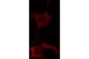 ABIN6275152 staining Hela cells by IF/ICC. (POFUT1 抗体  (C-Term))