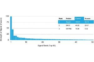 Analysis of Protein Array containing more than 19,000 full-length human proteins using Napsin A Mouse Monoclonal Antibody (NAPSA/1238). (NAPSA 抗体  (AA 189-299))
