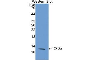 Figure. (GBA 抗体  (Biotin))