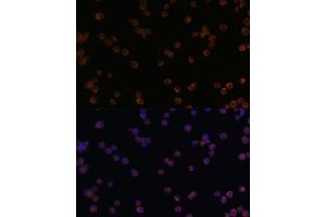 Immunofluorescence analysis of Raw264. (CHI3L1 抗体  (AA 22-240))