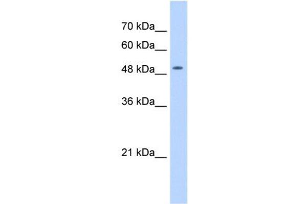 NARG1L 抗体  (Middle Region)